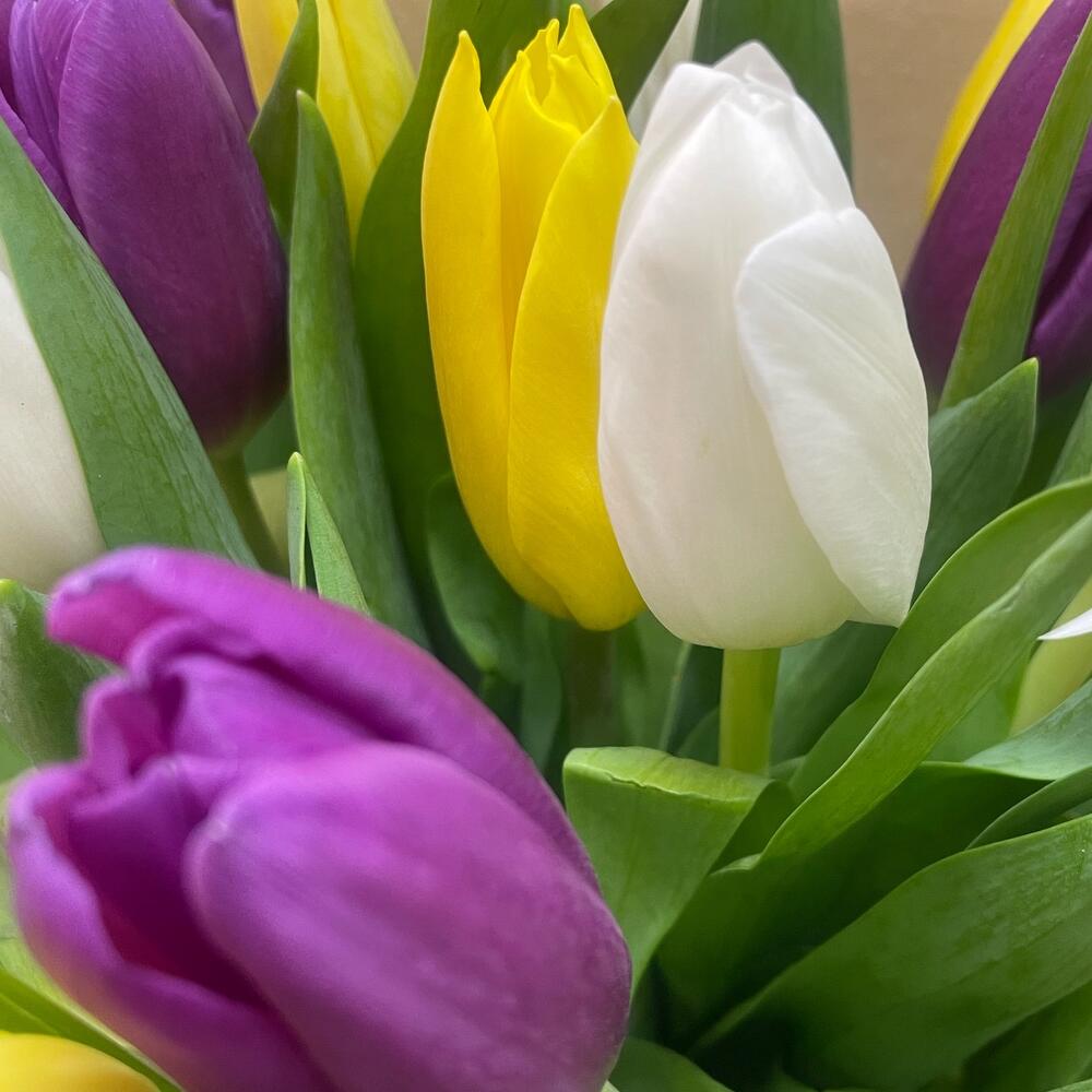 https://content2.flowwow-images.com/data/flowers/1000x1000/77/1728995913_59147777.jpg